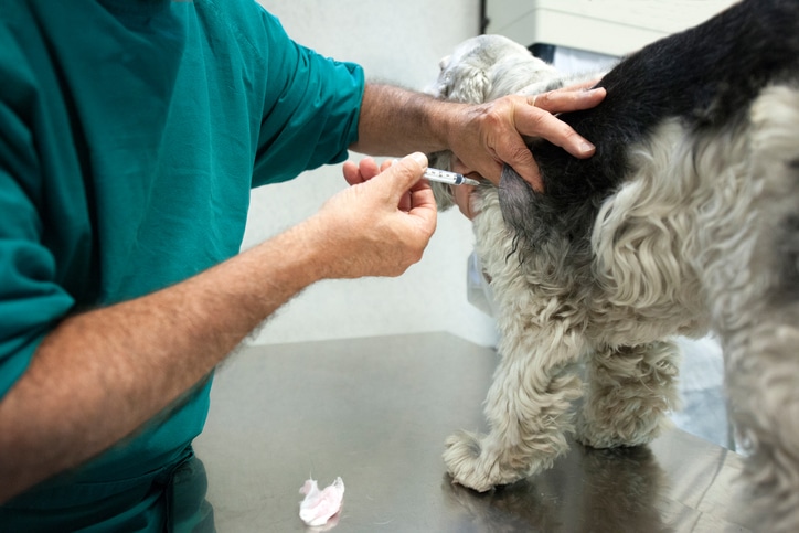 Needle biopsy on a Cocker dog.